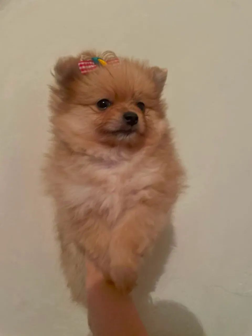 Vende-se femea de lulu da pomeranea - Foto 2