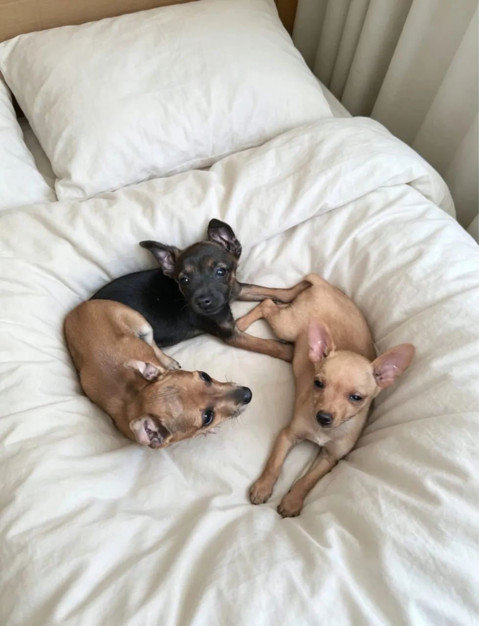 Pinscher 