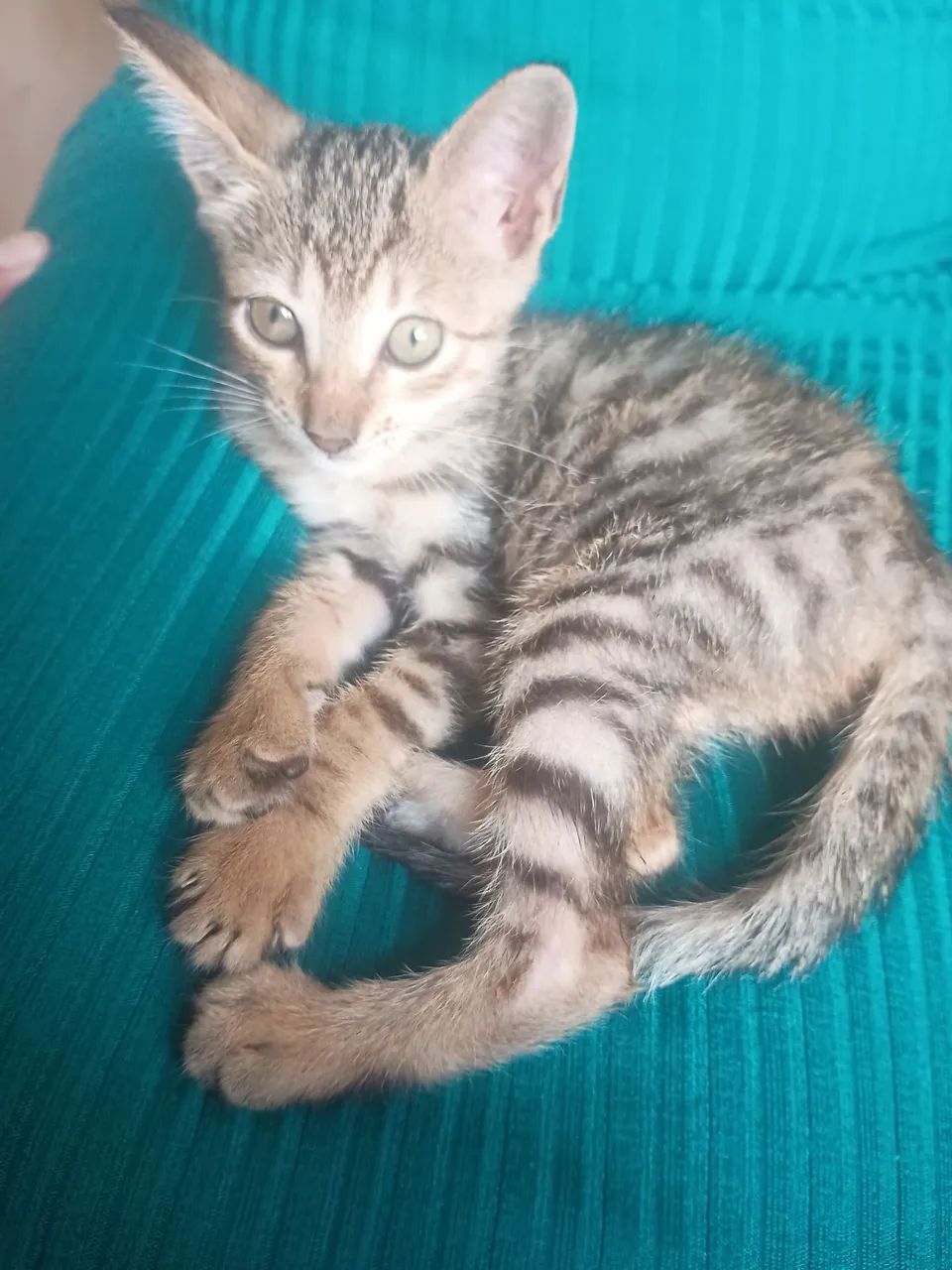 Doa se uma linda gatinha