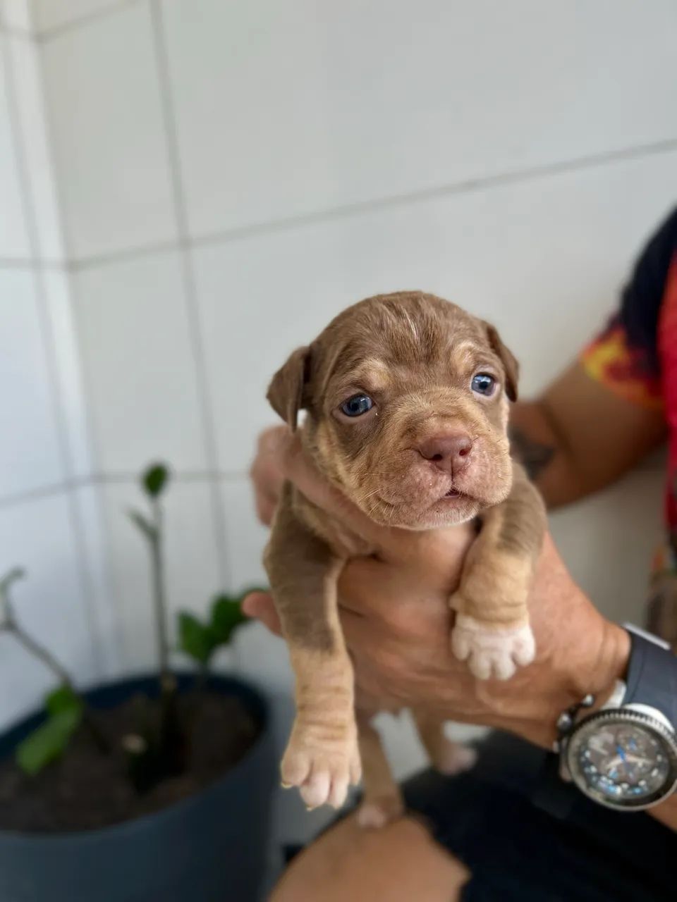 FILHOTE PITBULL MONSTER