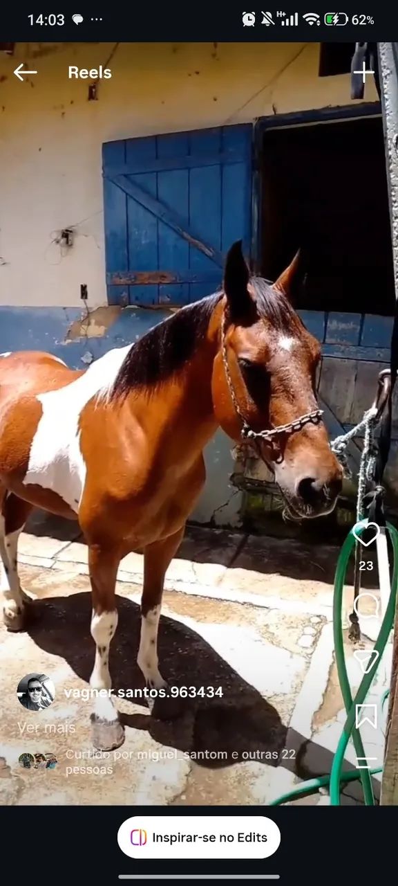Cavalo Pint Horse  - Foto 4