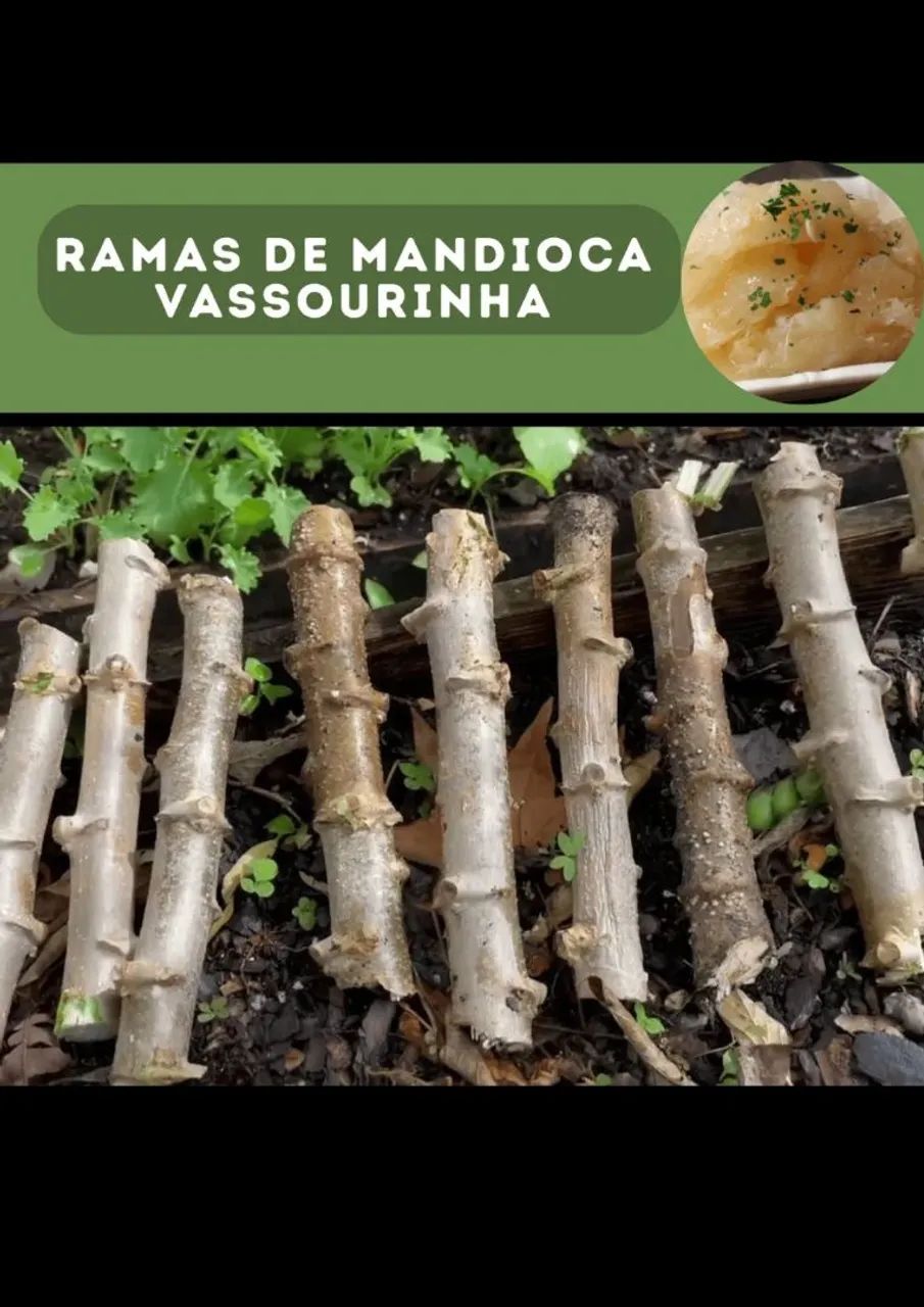 Rama mandioca vassourinha 