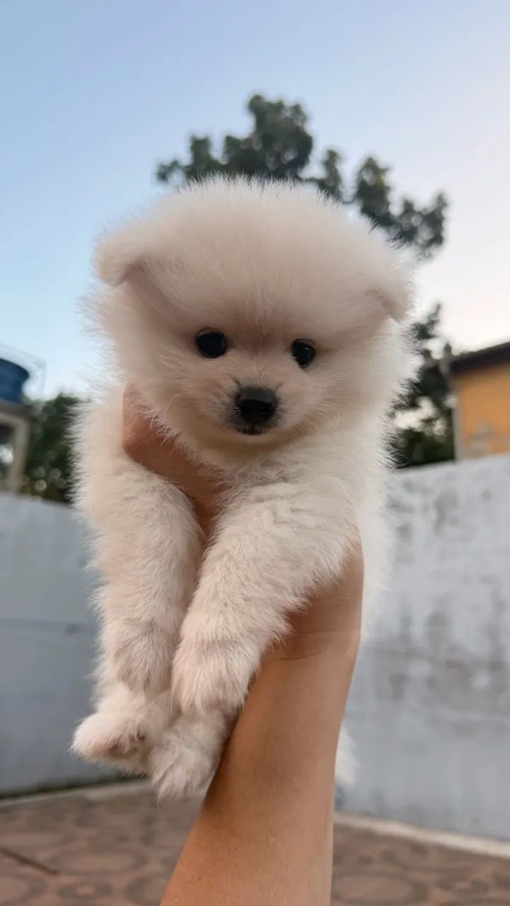 Spitz alemão  - Foto 4