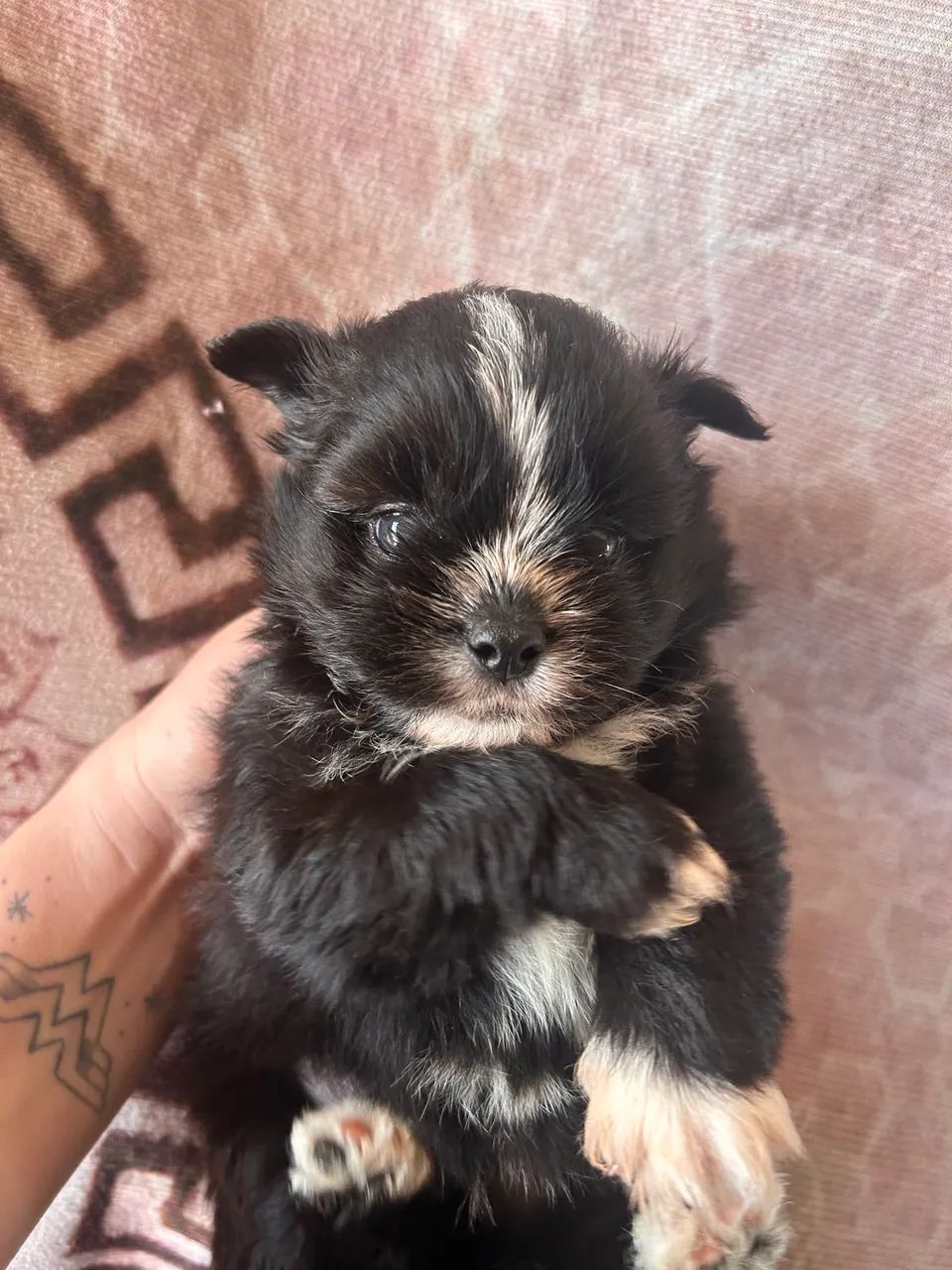 Cachorro  - Foto 2