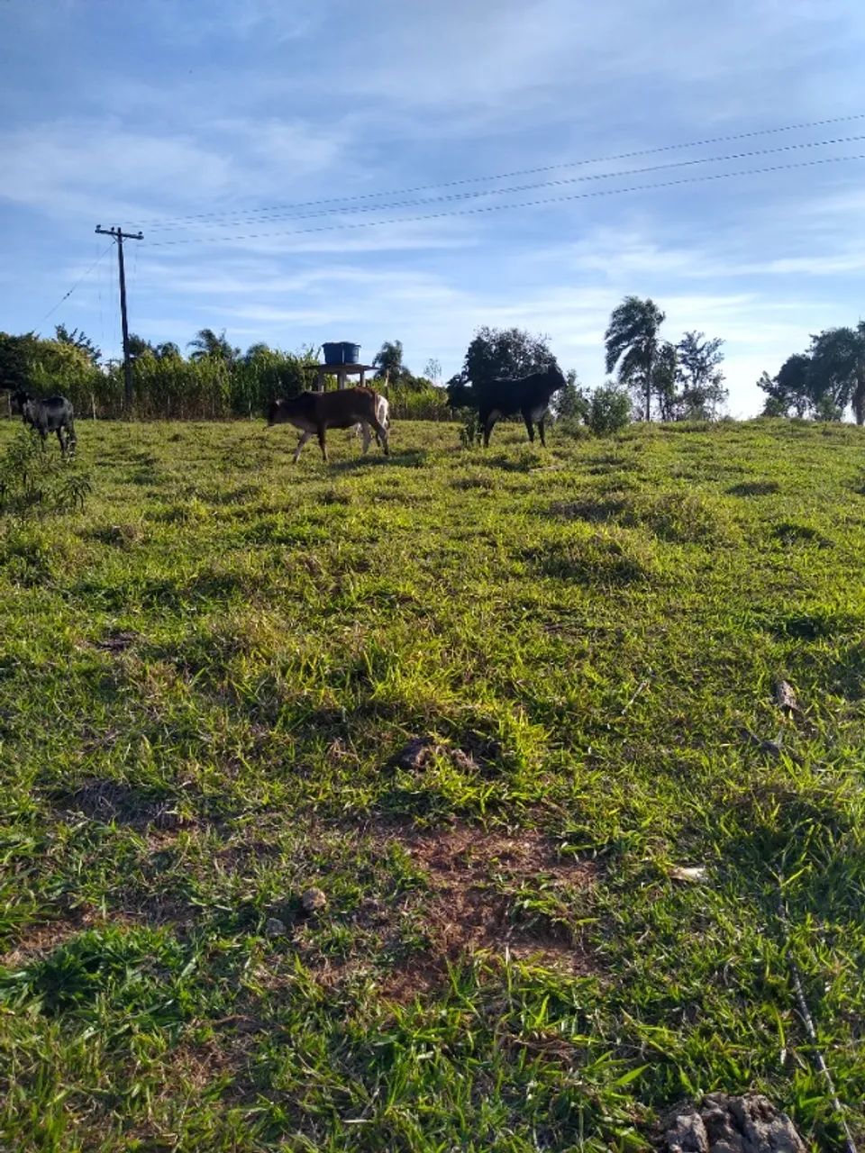 Foto - Itapetininga - Área Rural de Itapetininga