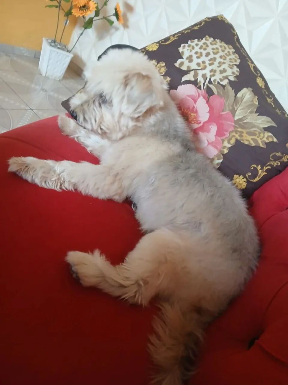 Adoção Responsável  - Foto 3