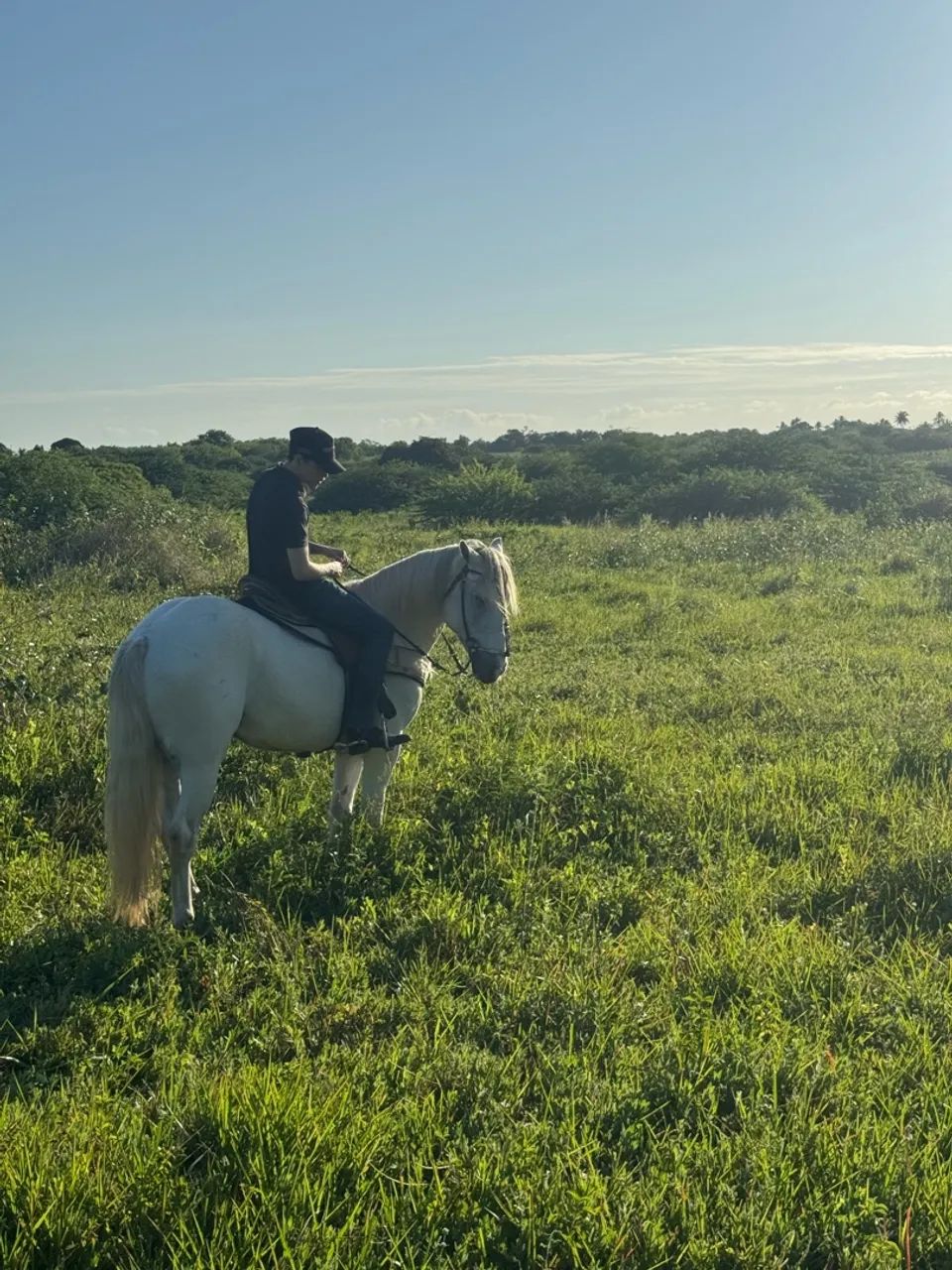 Cavalo de vaquejada de esquerda  - Foto 3