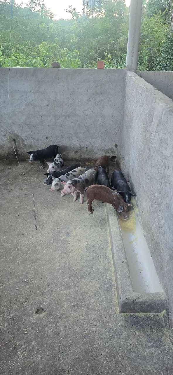 Vende-se Leitao  - Foto 2