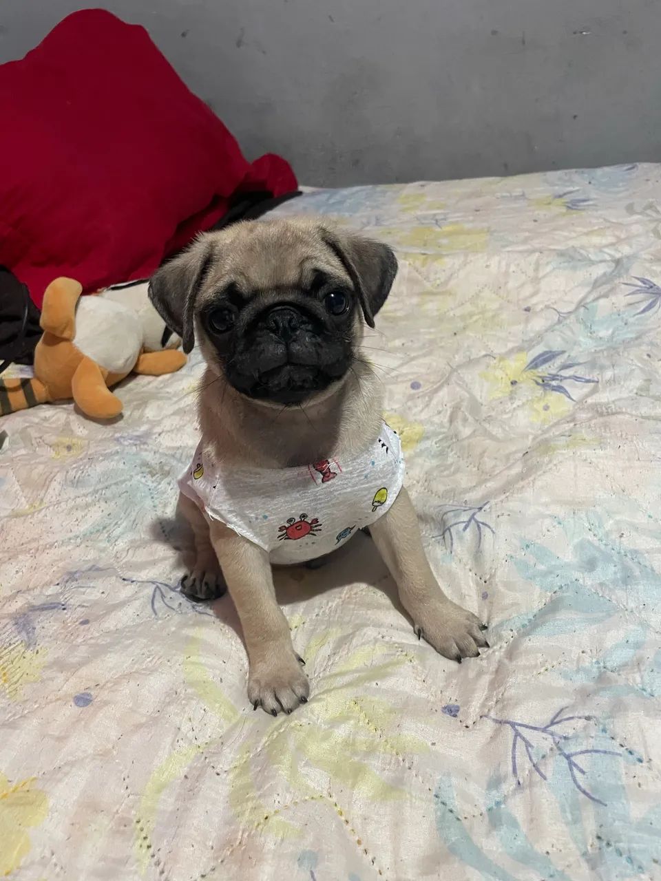 Pug 