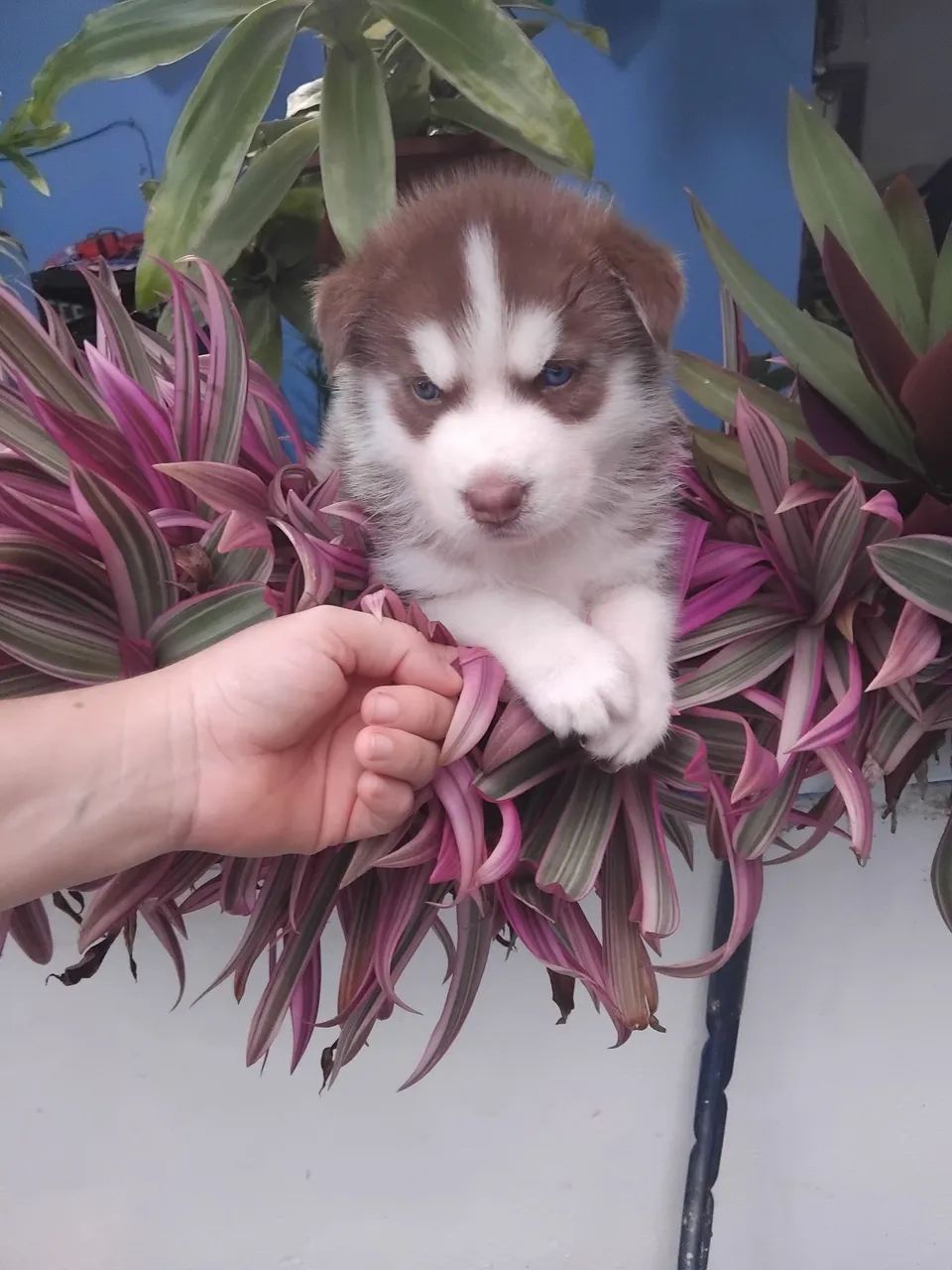 Cachorro
