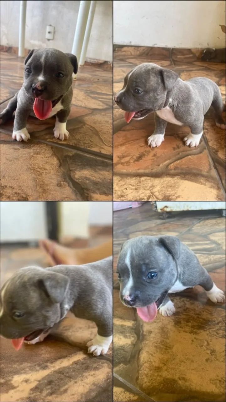 Cachorro América bully  - Foto 2