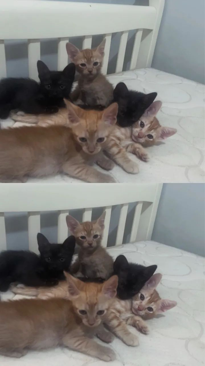 Pet
