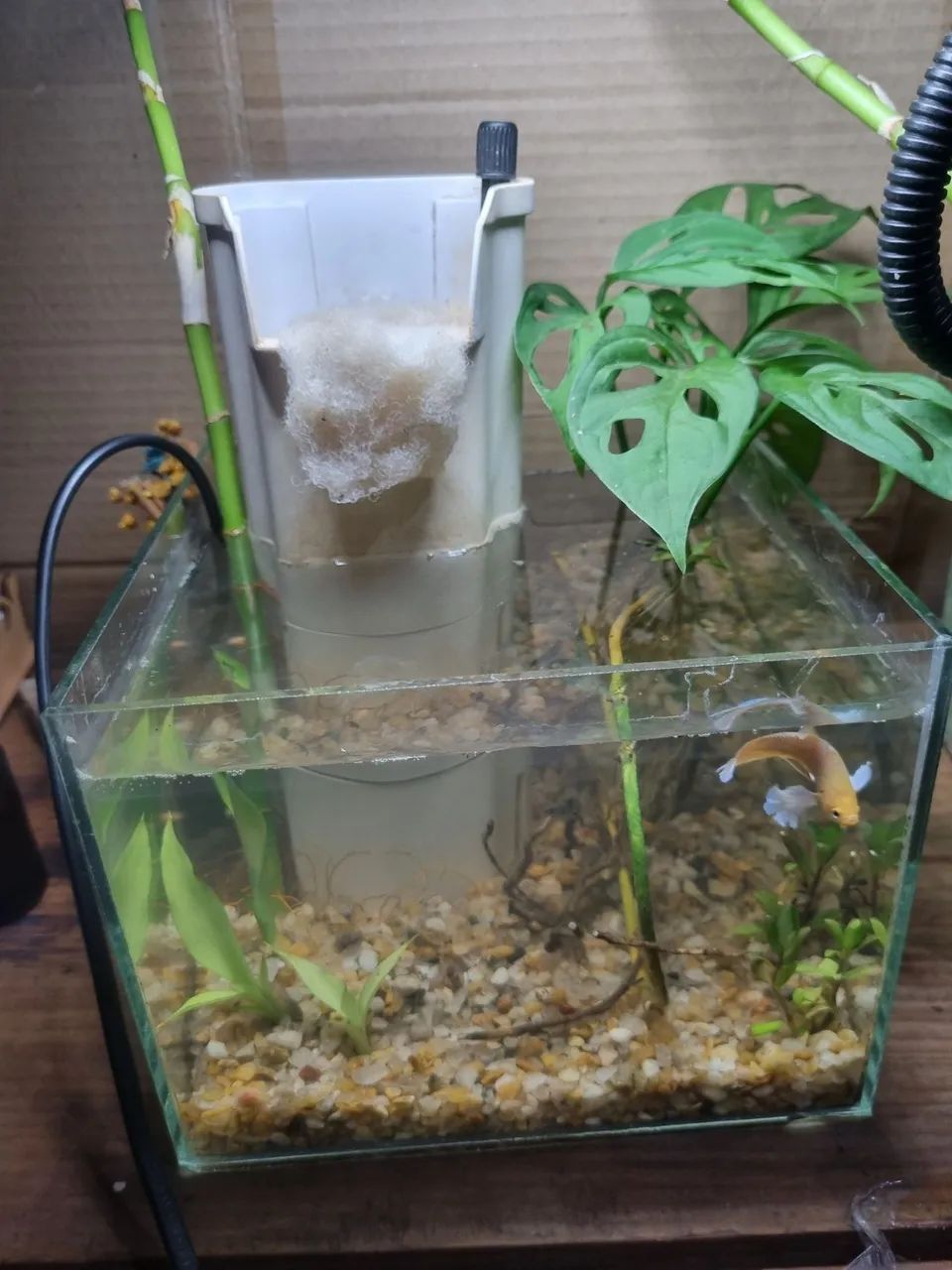 Aquario de 3 l  - Foto 2