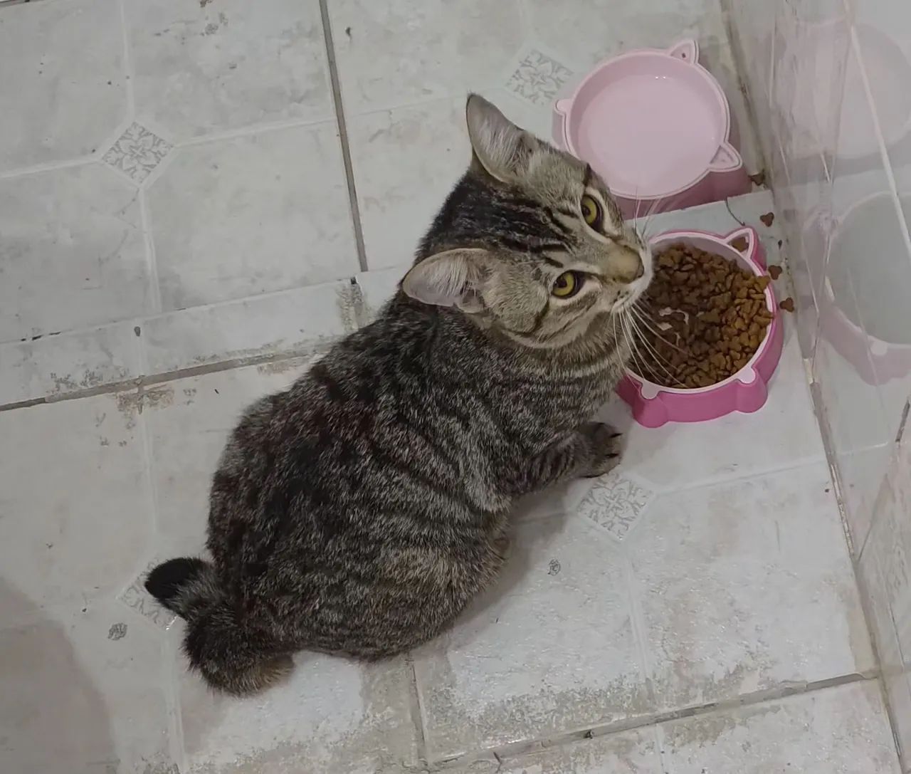 Gato castrado  - Foto 3