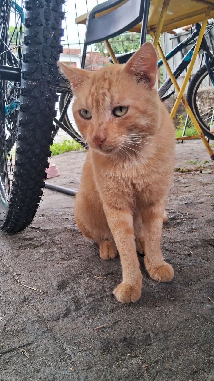 Lindos gatinhos - Foto 3