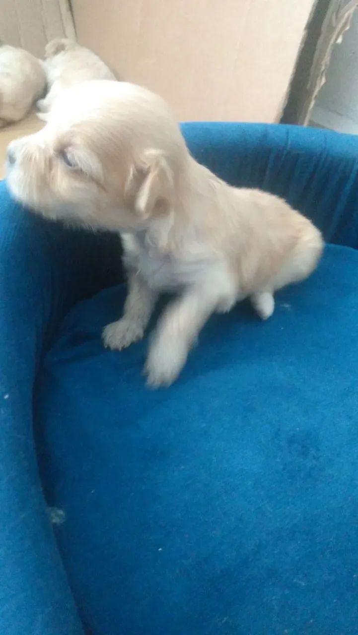 Vendo filhote de poodle  - Foto 2