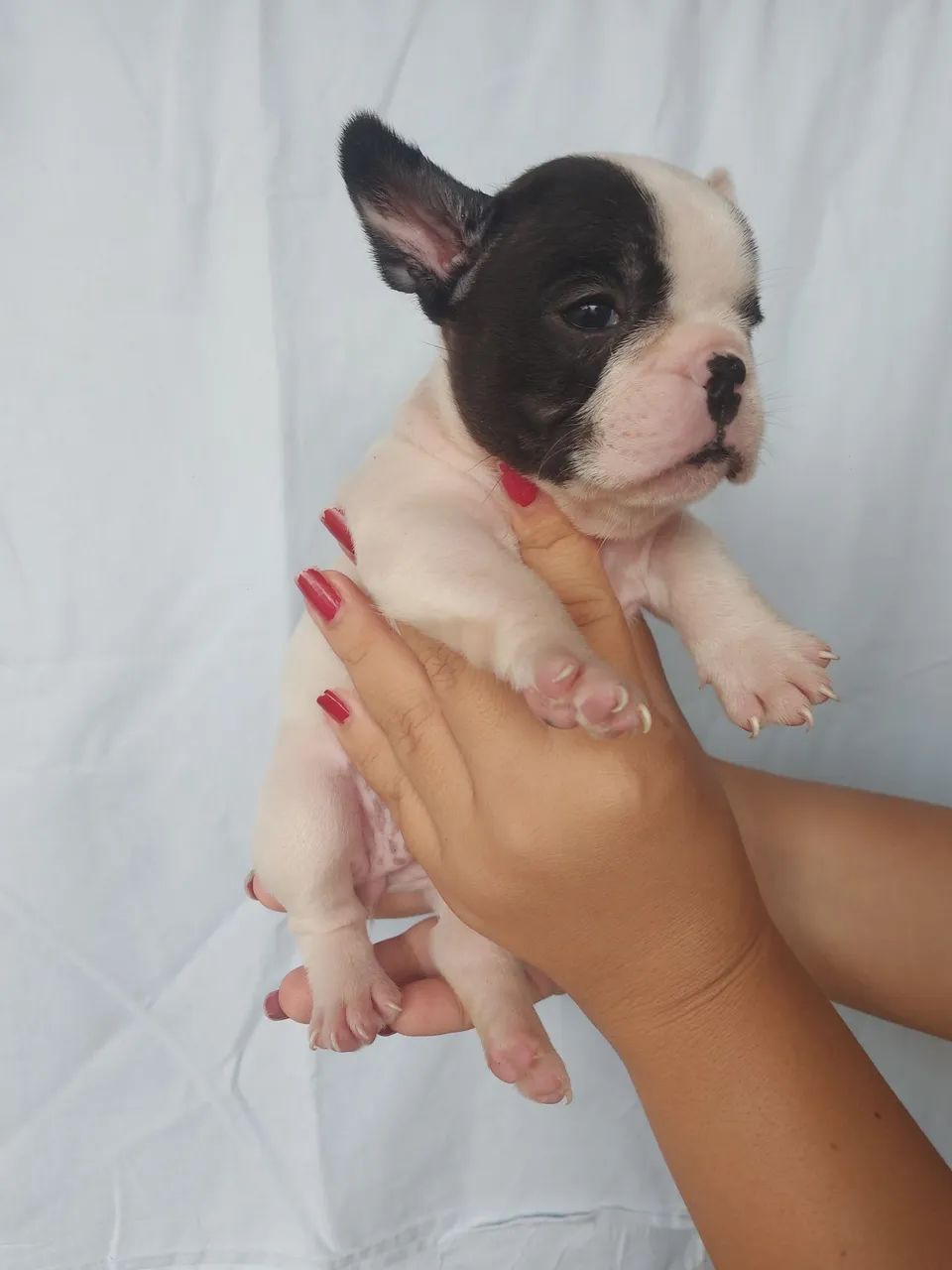 Buldogue francês micro  - Foto 2