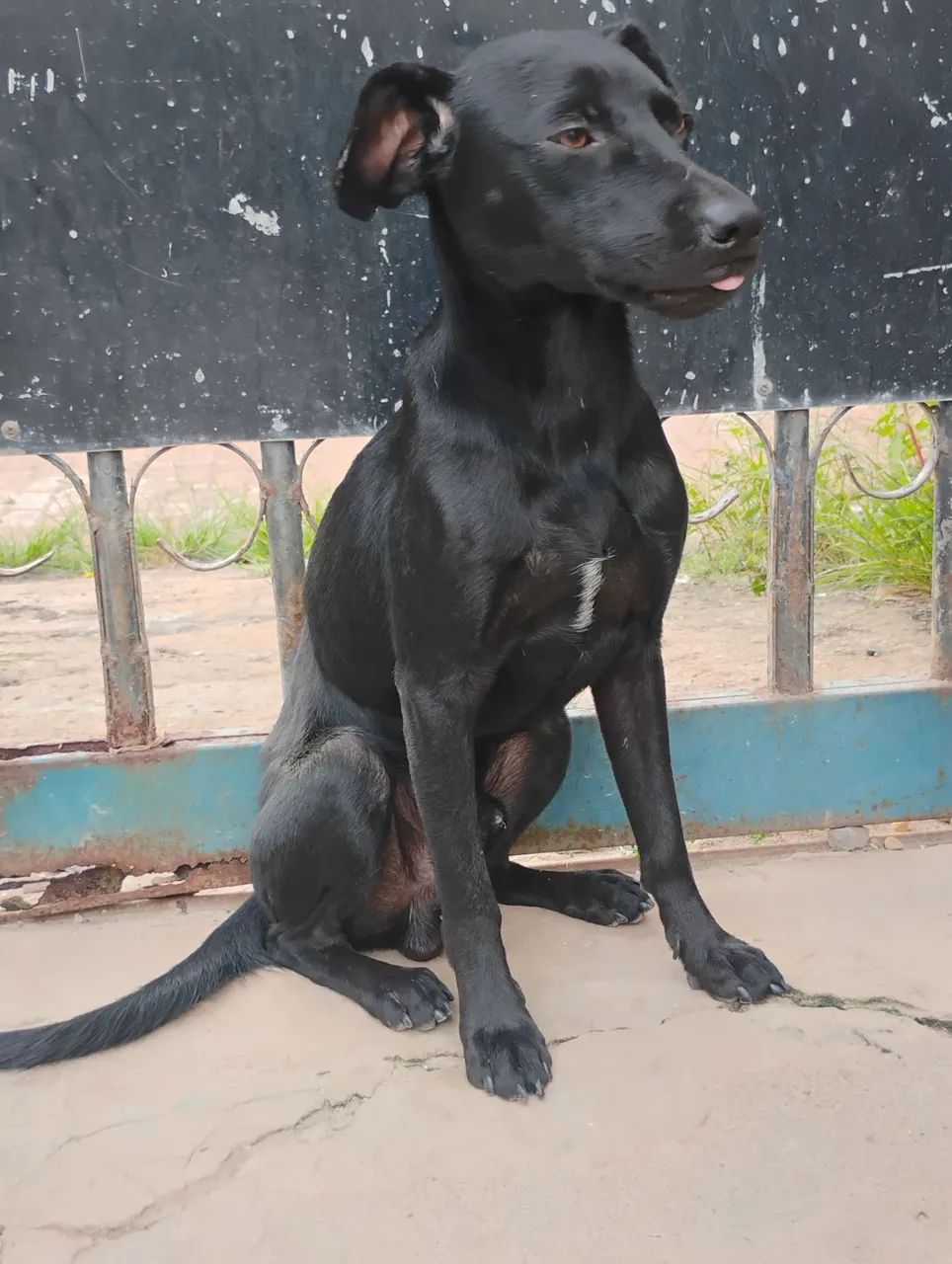 Cachorros para adoção Consciente  - Foto 3
