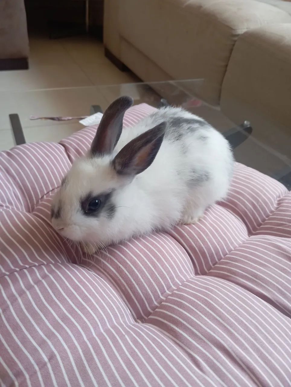 Lindos coelhinhos à venda  - Foto 5