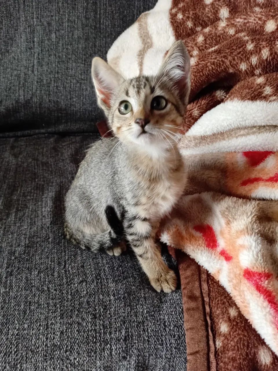 Doa-se gatinho macho - Foto 2