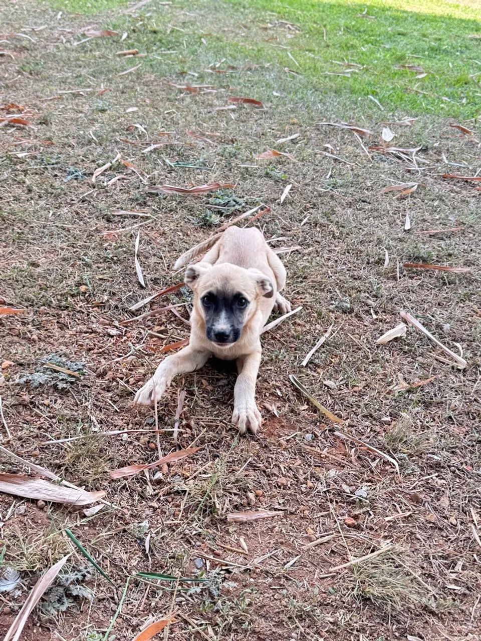 Animais  - Foto 4