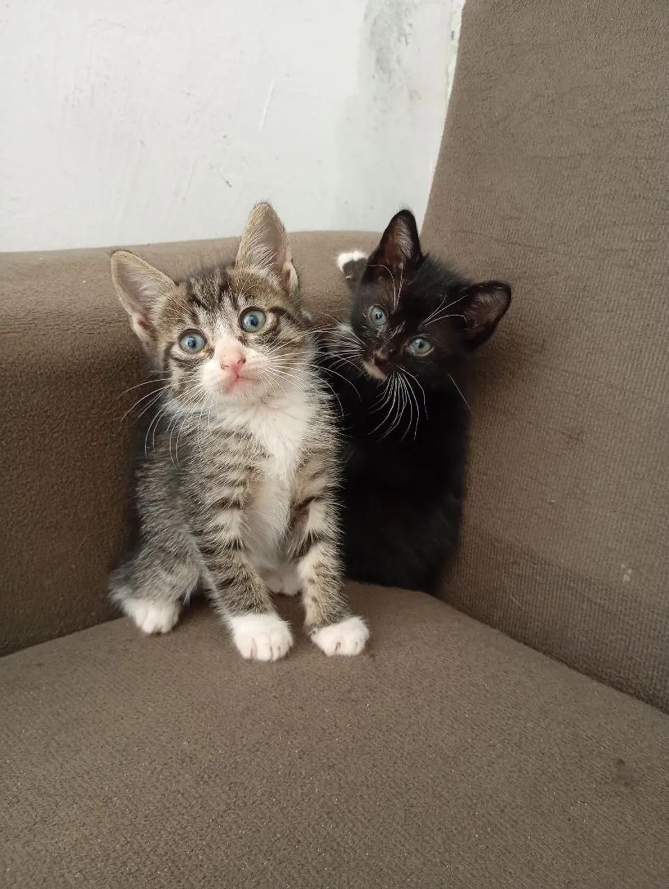 GATINHOS PARA ADOÇÃO RESPONSÁVEL - Foto 6