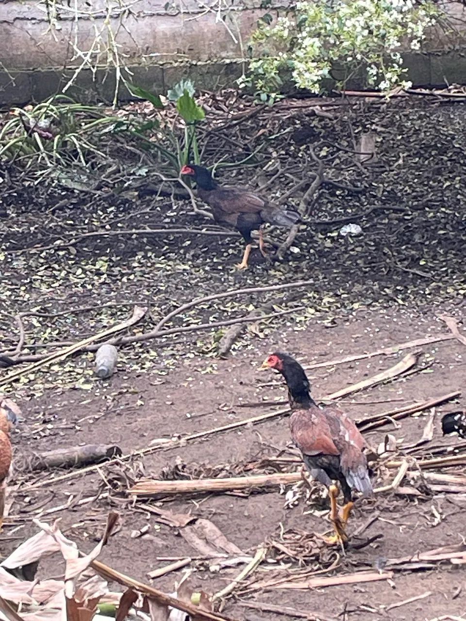 Galinhas caipira  - Foto 2