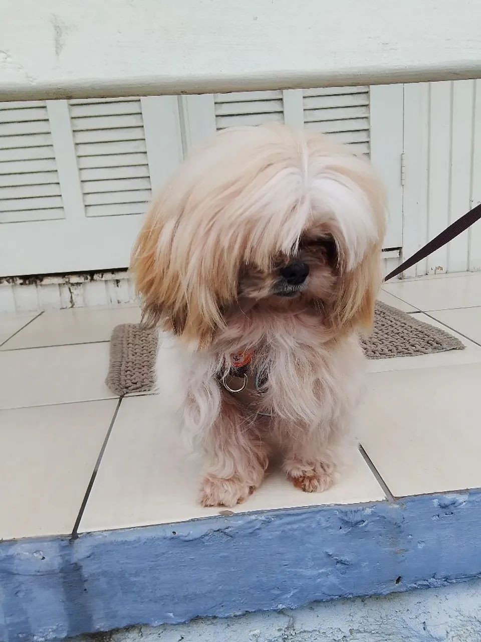 Vendo shitzu ele tem um ano de idade  - Foto 4
