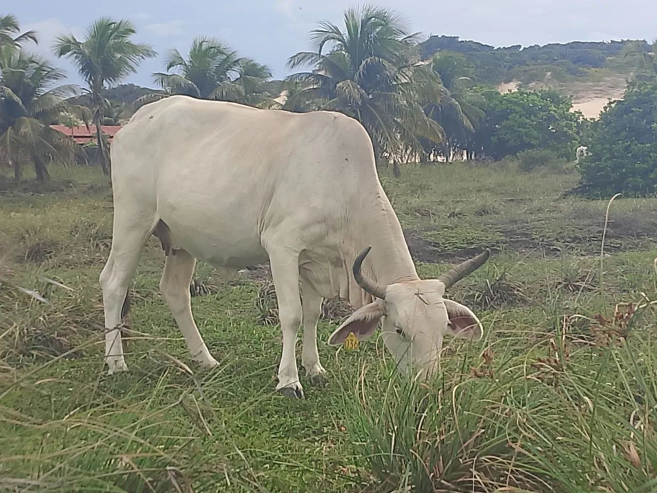 Gado pra corte