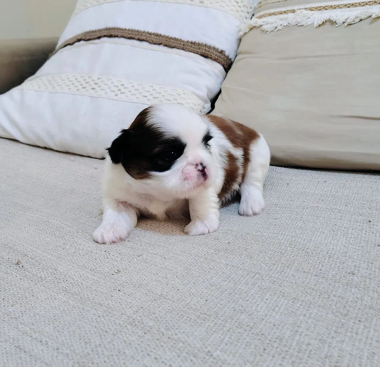 Shih Tzu micro legítimo  - Foto 2