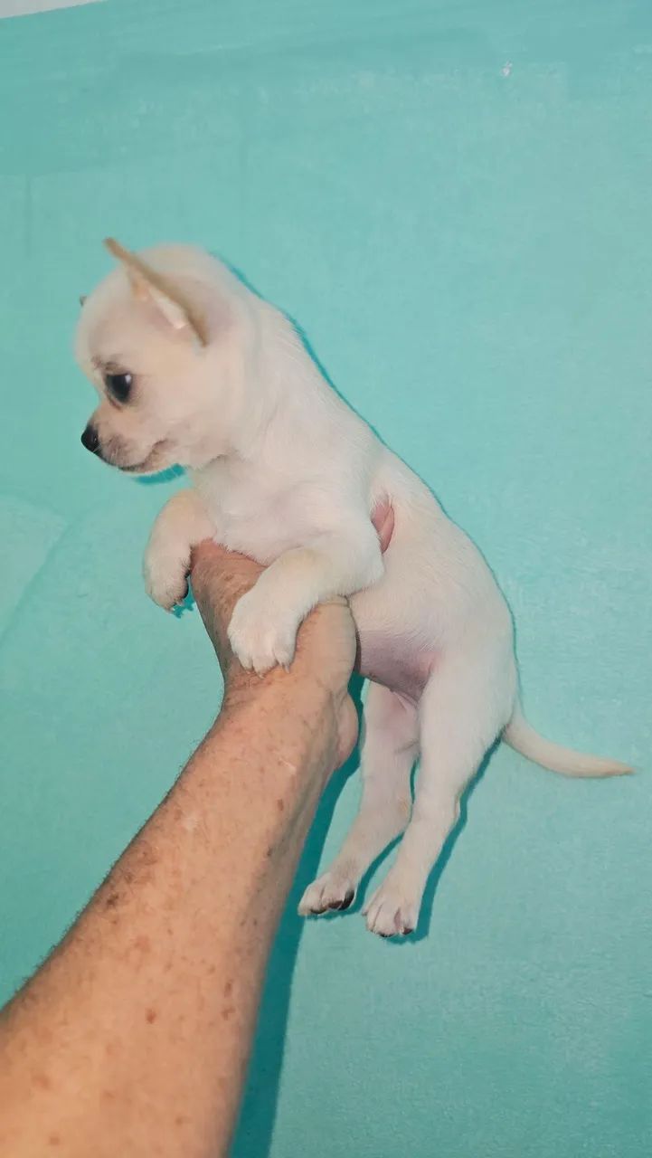 Chihuahua  - Foto 5