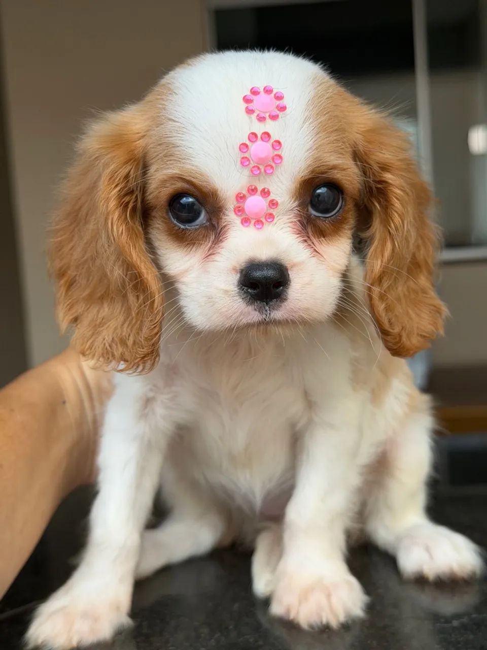 Cavalier king - Foto 2
