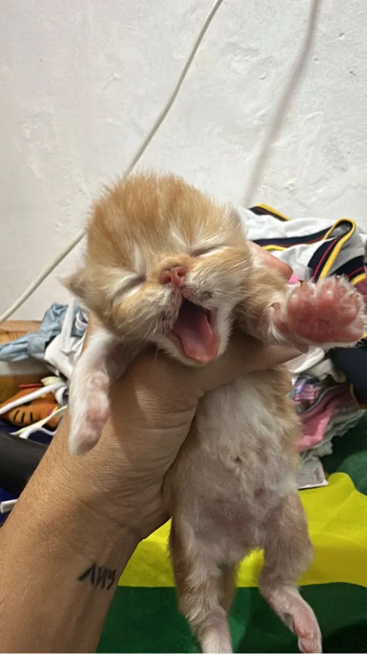 Gatos persas  - Foto 2