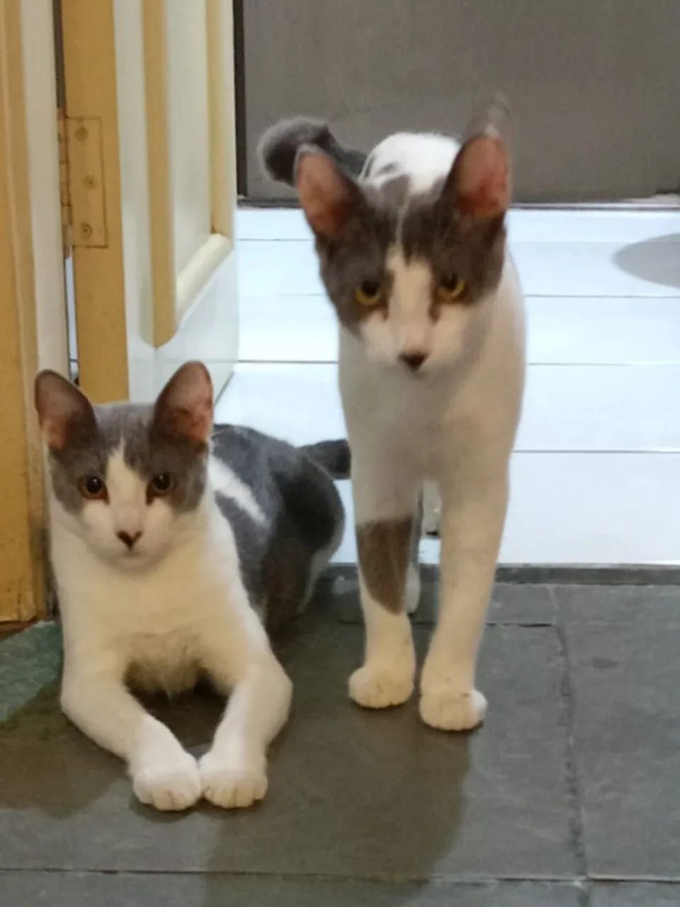 Doação Consciente 2 Gatinhos - Foto 5