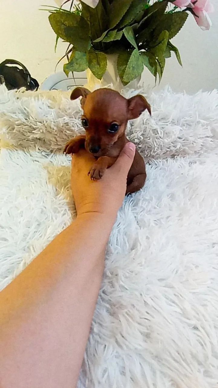Pinscher zerinho macho( 2 meses) - Foto 2