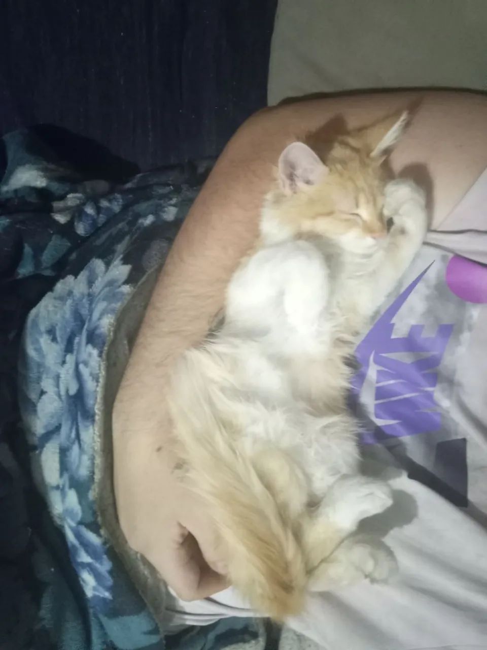 Doação gatinha - Foto 4