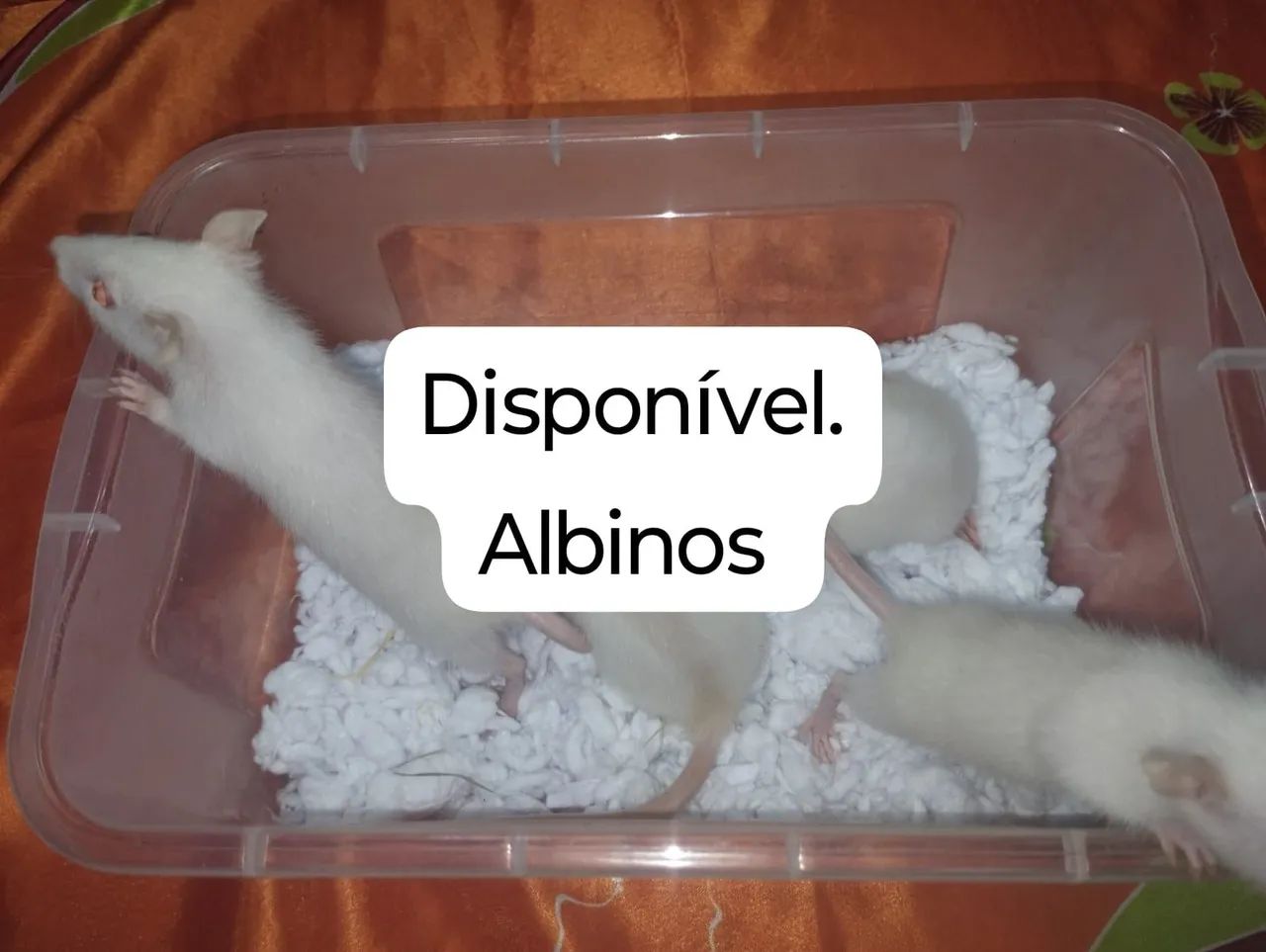 Ratos Twister disponível para pet.  - Foto 4