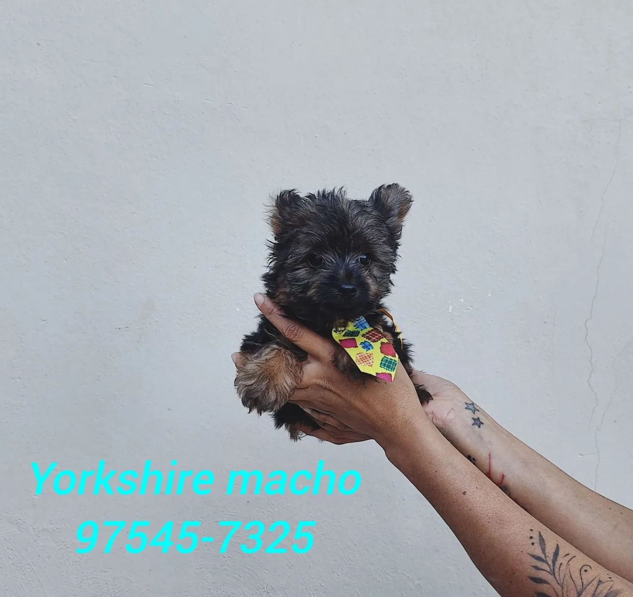 Yorkshire macho  - Foto 3