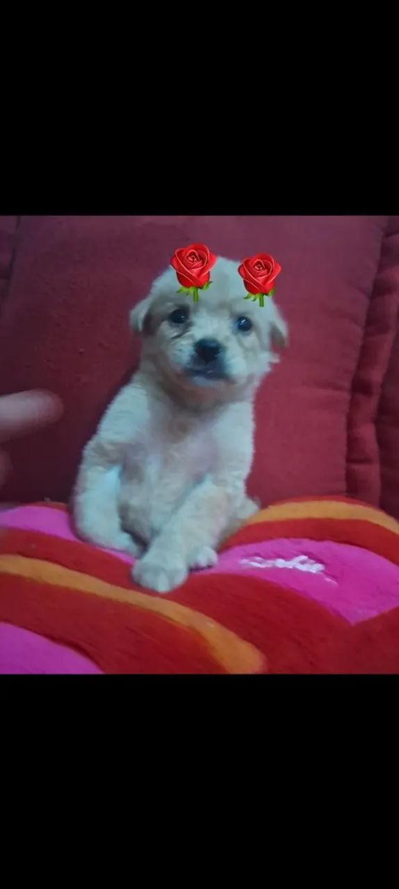 Poodle micro toy 