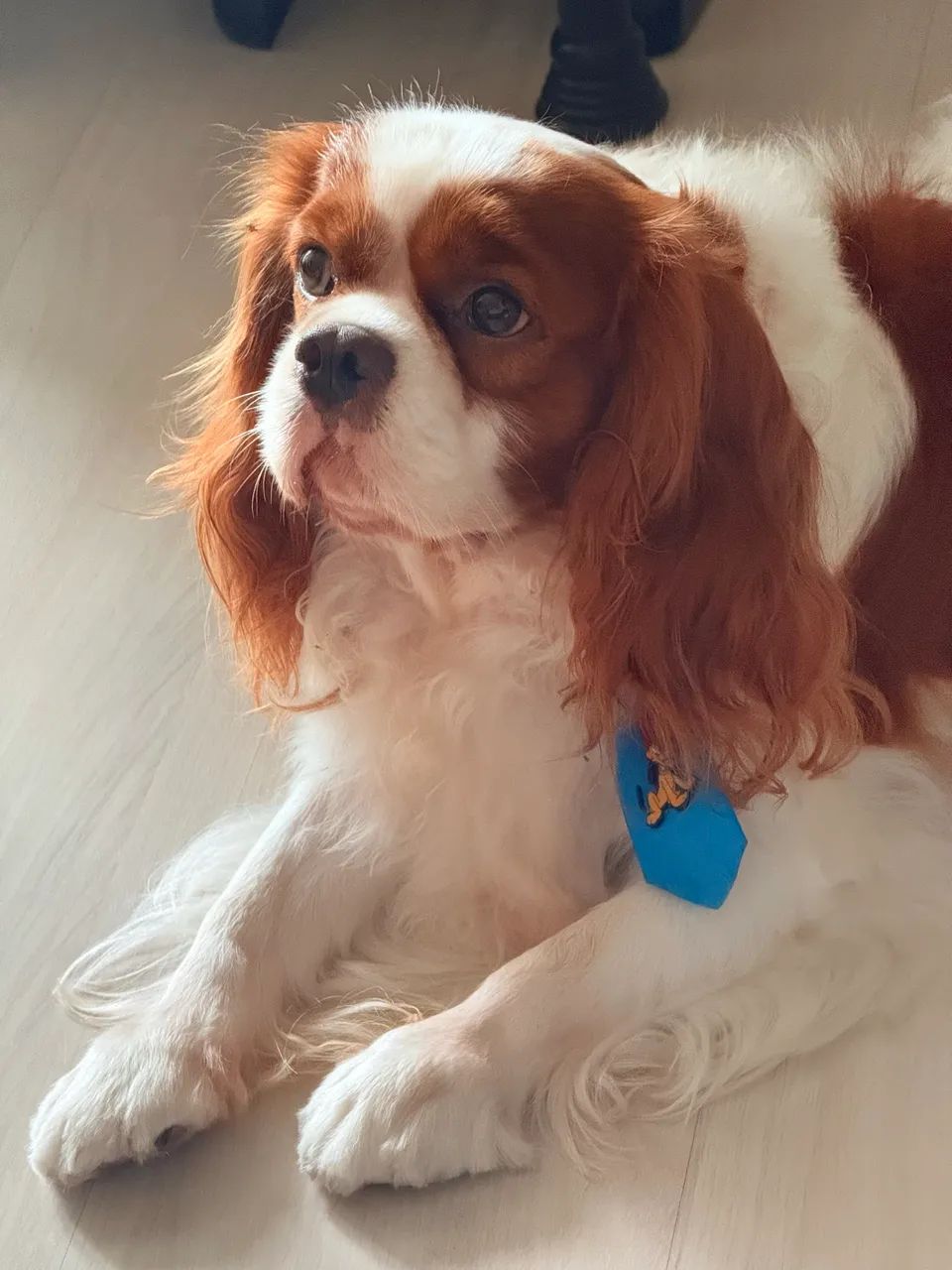 Cavalier King Charles Spaniel - Foto 2