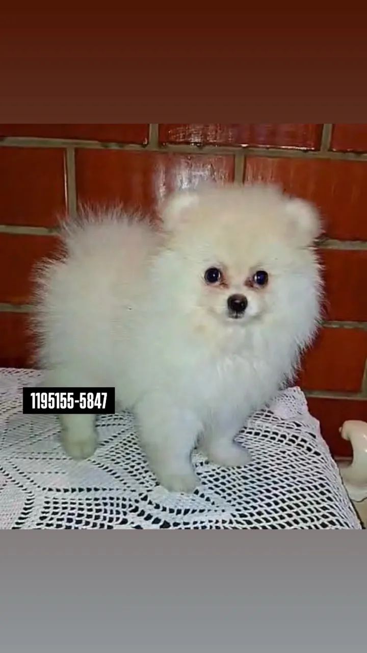 Filhote macho Spitz Alemão 