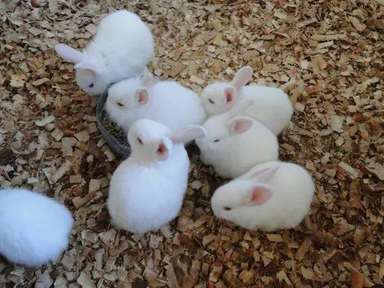 Vende-se coelhos 