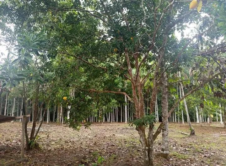 Sitio - Tefé amazonas - Foto 5