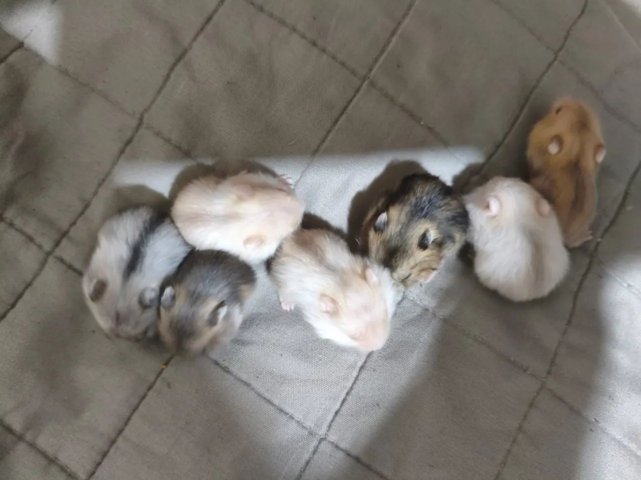 Hamster filhotes - Foto 6