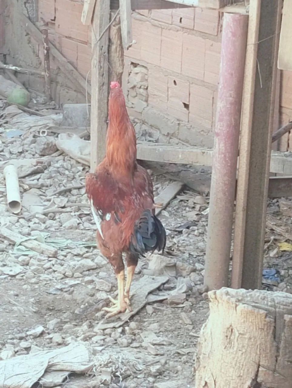 Vendo galinhas e Pato e ovos  - Foto 3