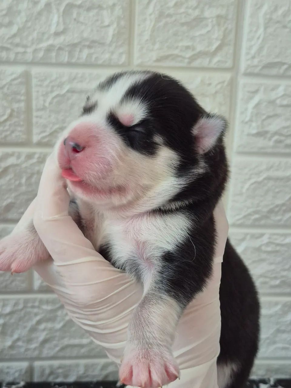 Husky wooly - Foto 3