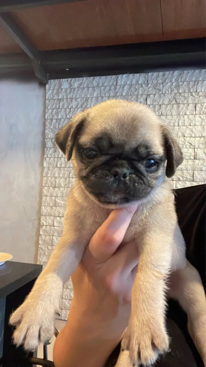 PUG  - Foto 2