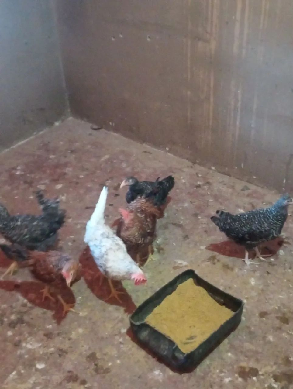 Frango e frangas