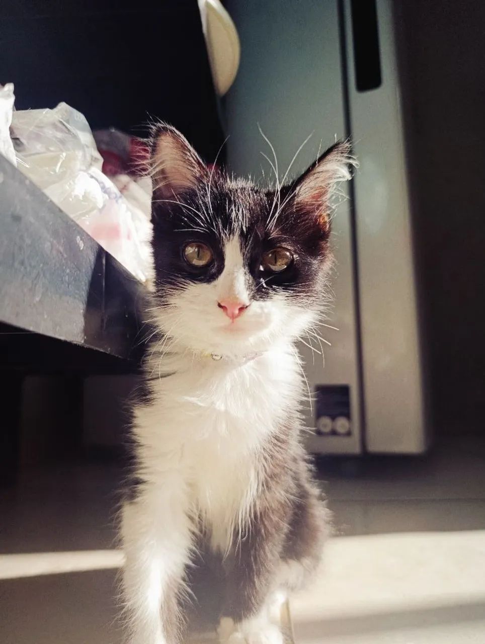 Gatinha 