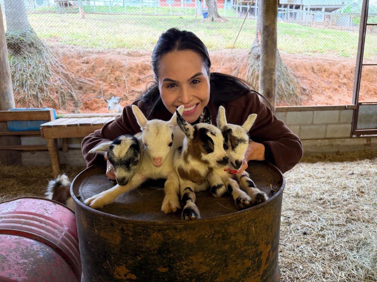 Mini cabras
